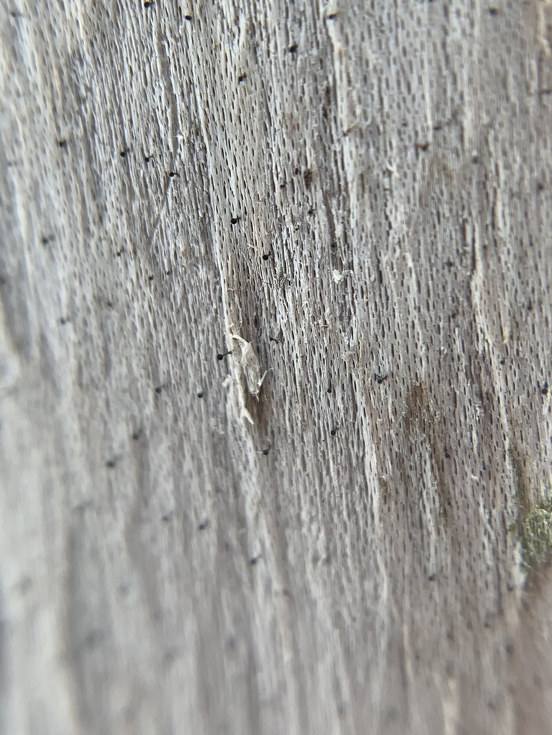 Chaenothecopsis Lichen photo 5
