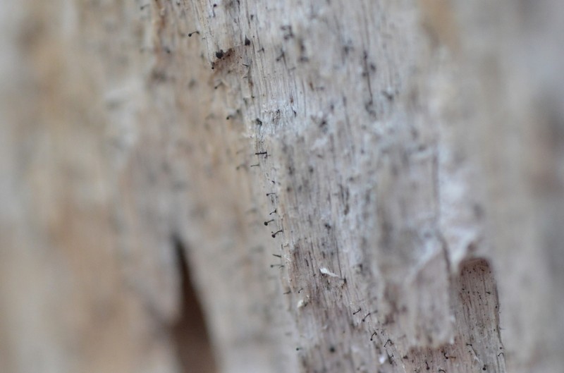 Chaenothecopsis Lichen photo 6
