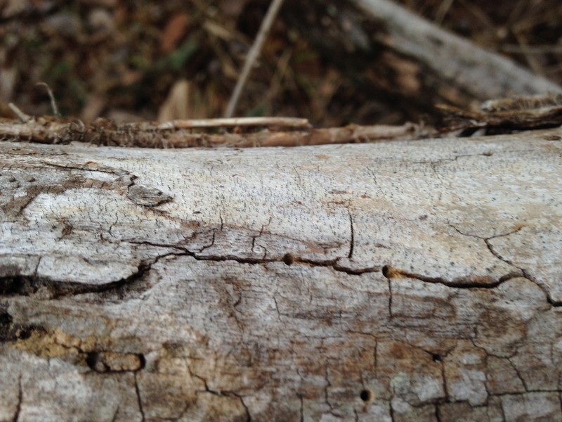 Chaenothecopsis Lichen photo 7