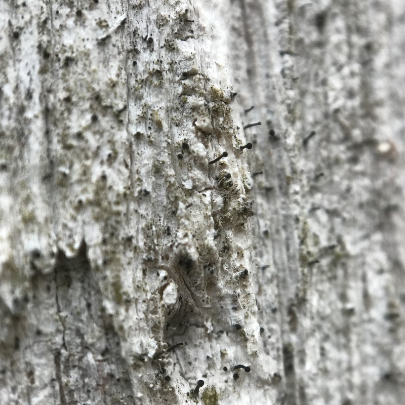 Chaenothecopsis Lichen photo 8