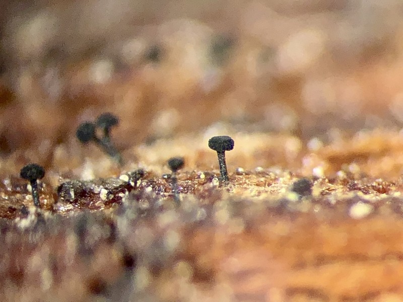 Chaenothecopsis Lichen