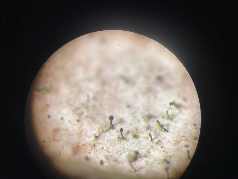Chaenothecopsis Lichen photo 2