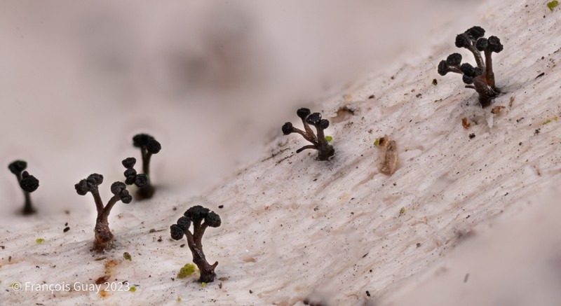 Chaenothecopsis Lichen