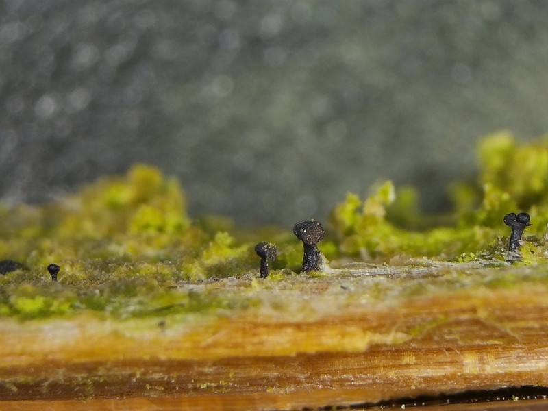 Chaenothecopsis Lichen photo 2