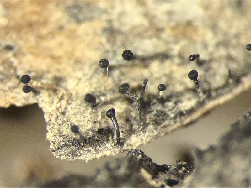 Chaenothecopsis Lichen photo 3