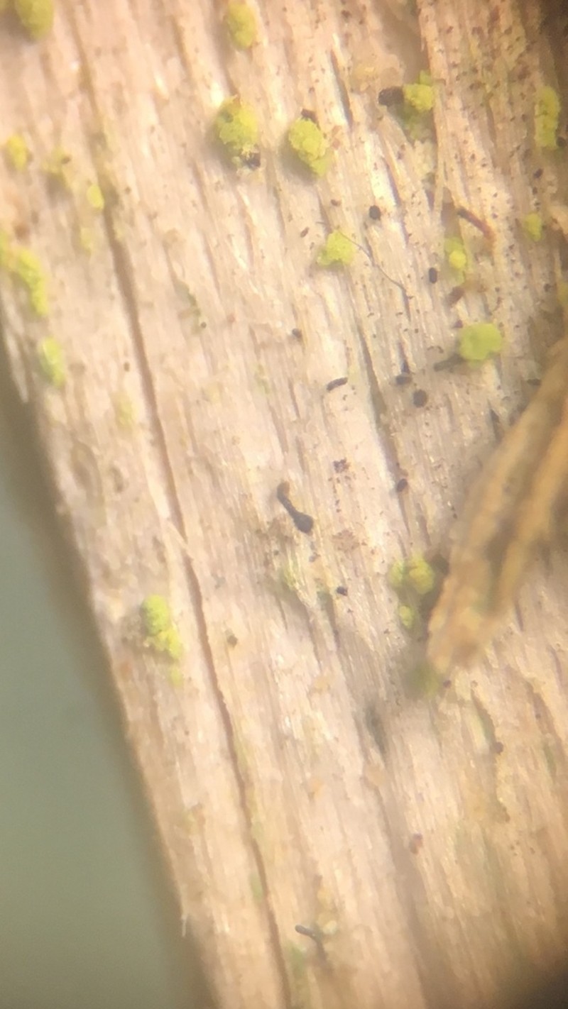 Chaenothecopsis Lichen photo 4