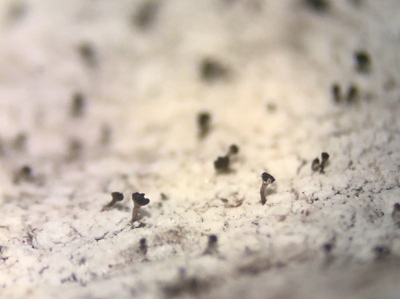 Chaenothecopsis Lichen photo 5