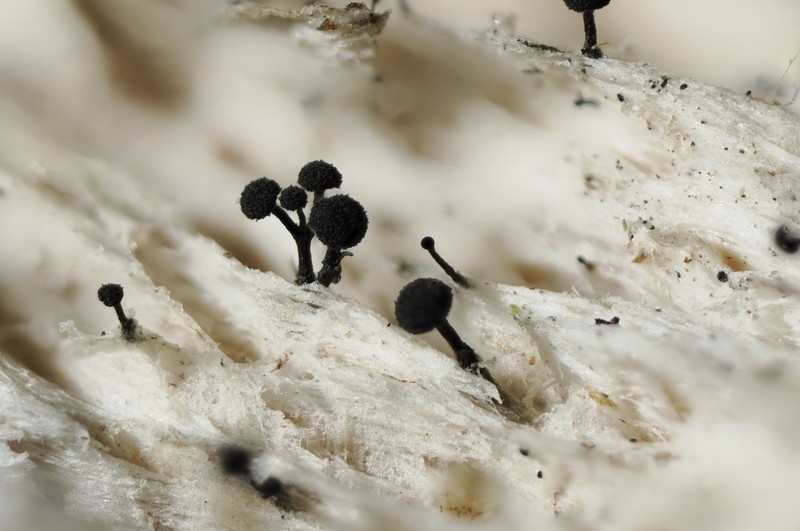 Chaenothecopsis Lichen photo 6