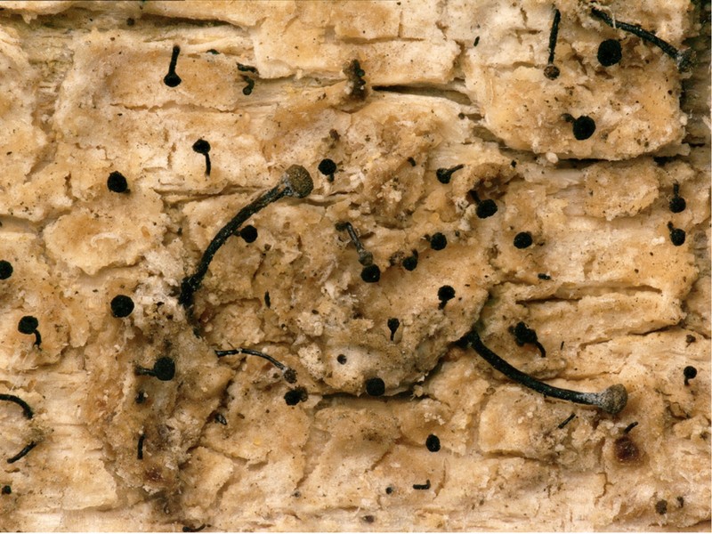 Chaenothecopsis Lichen