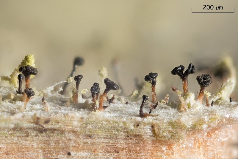 Chaenothecopsis Lichen