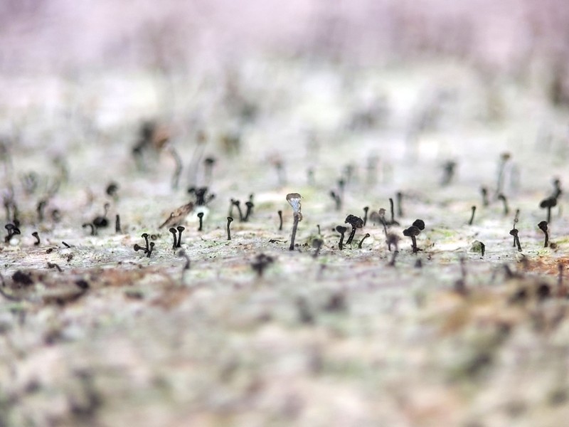 Chaenothecopsis Lichen photo 3
