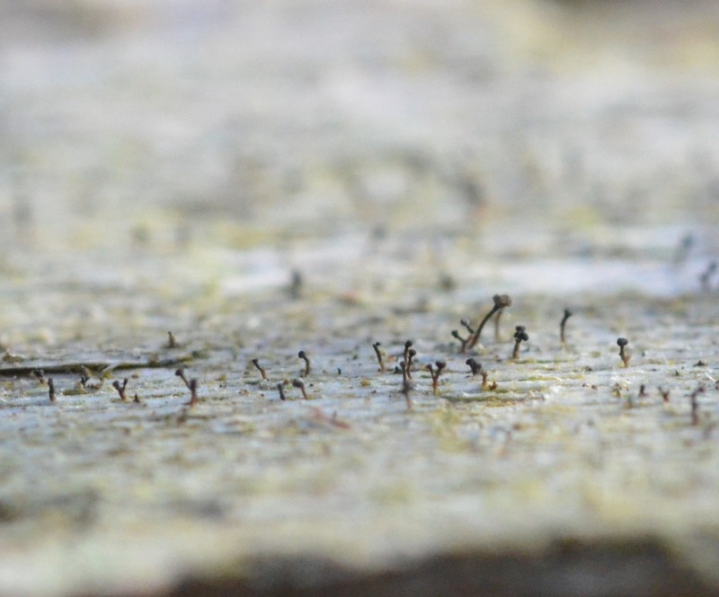 Chaenothecopsis Lichen photo 5