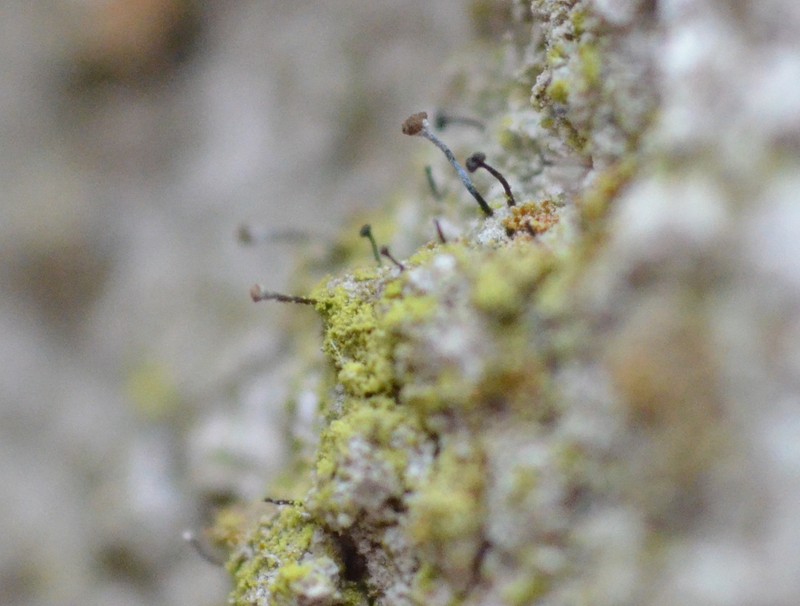 Chaenothecopsis Lichen photo 6