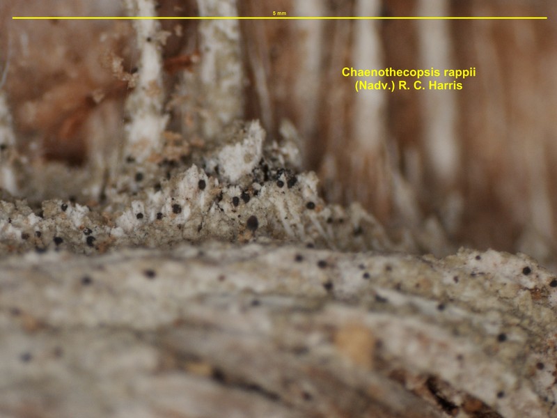 Chaenothecopsis rappii