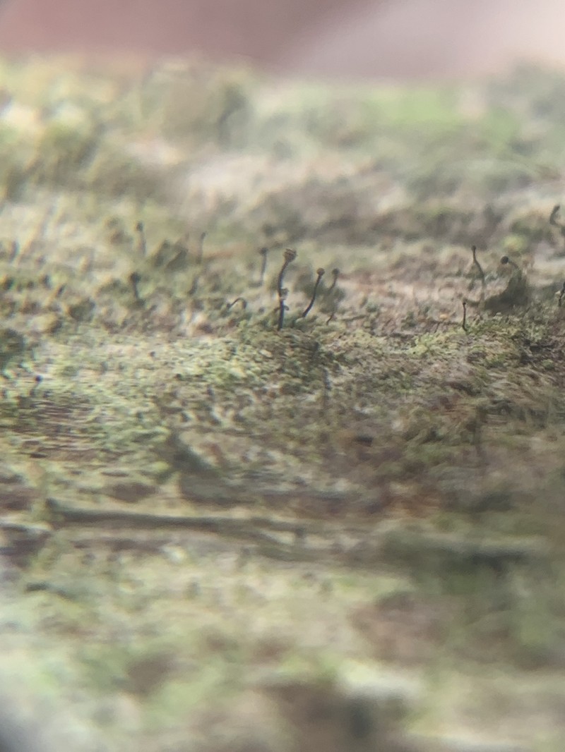 Chaenothecopsis Lichen photo 2