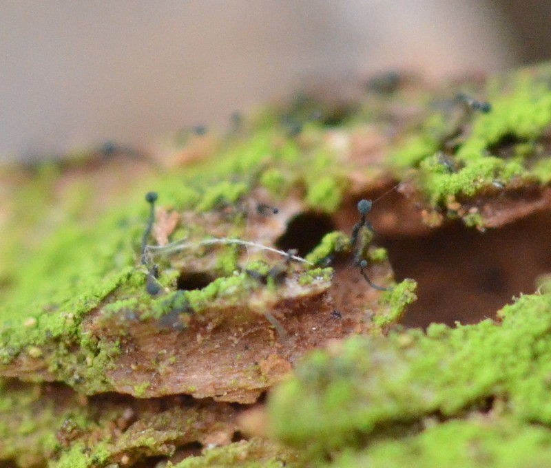 Chaenothecopsis Lichen photo 3