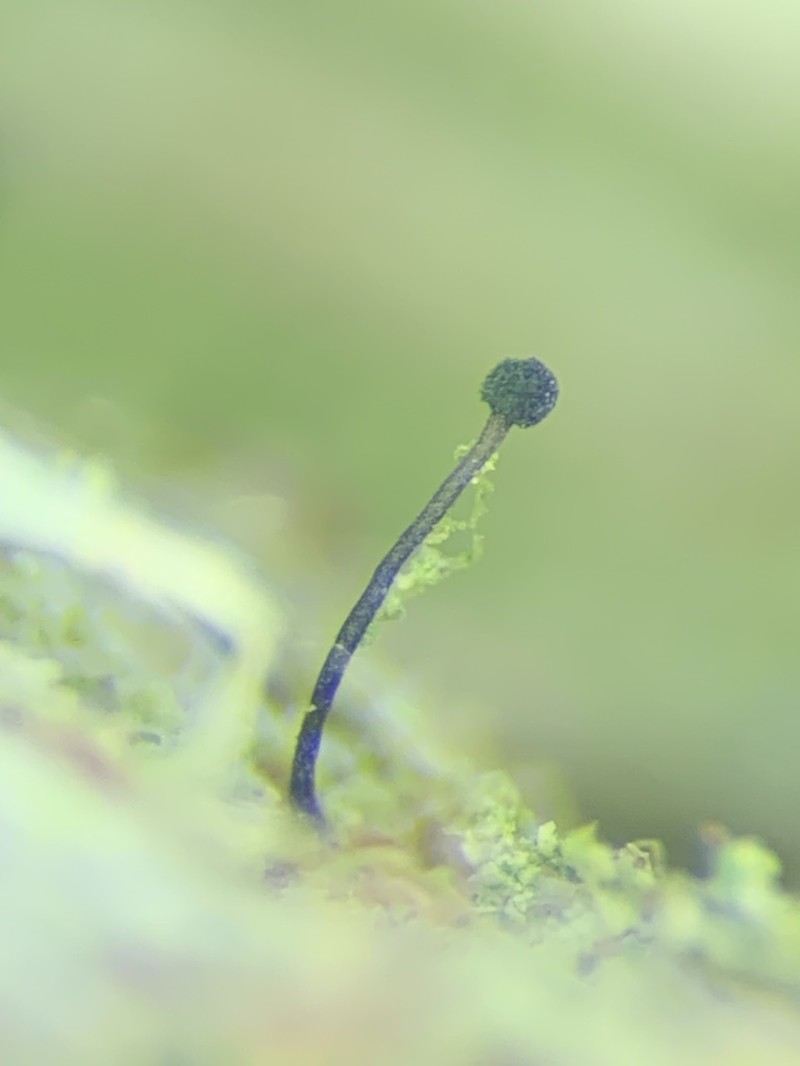Chaenothecopsis Lichen photo 4
