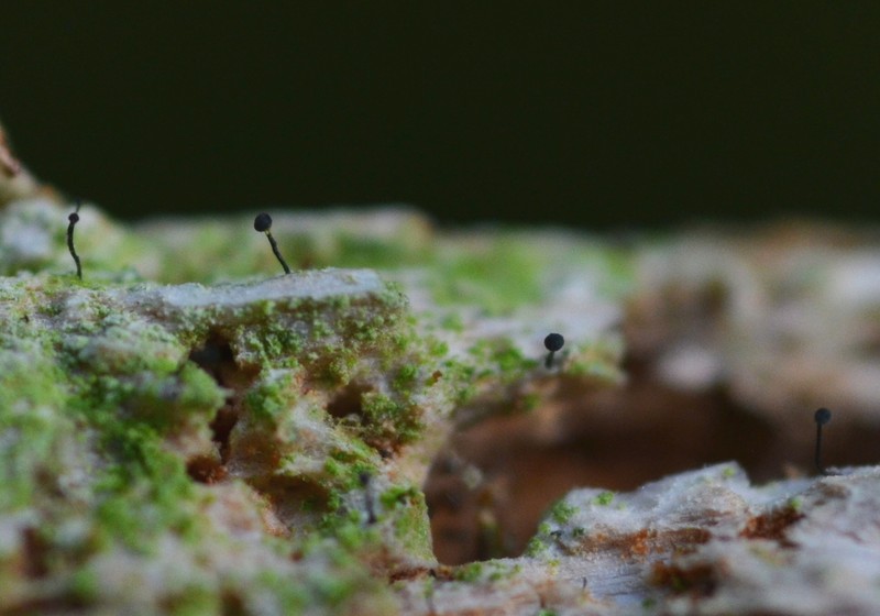 Chaenothecopsis Lichen photo 6