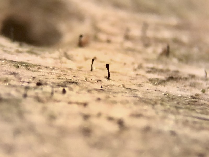 Chaenothecopsis Lichen photo 7