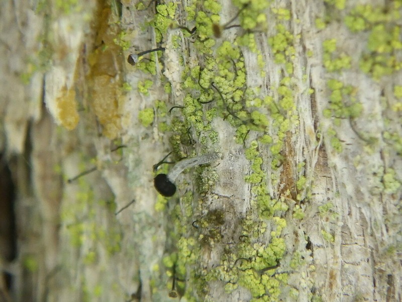 Chaenothecopsis Lichen