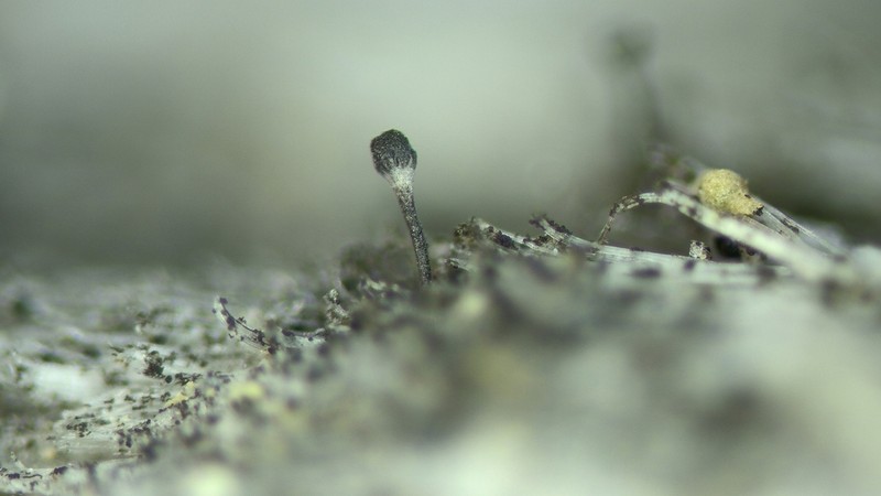 Chaenothecopsis Lichen photo 2