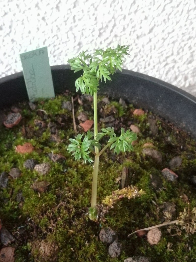 Turnip-Root Chervil photo 3