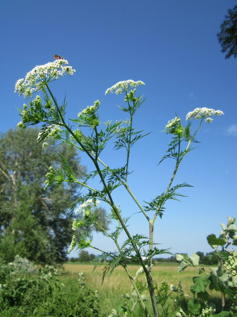 Turnip-Root Chervil photo 4