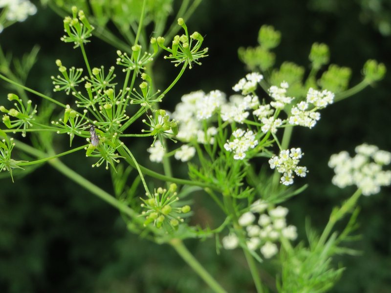Turnip-Root Chervil photo 5