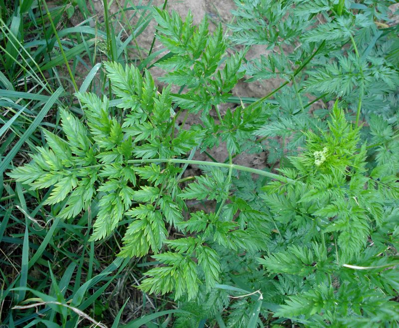 Turnip-Root Chervil photo 6