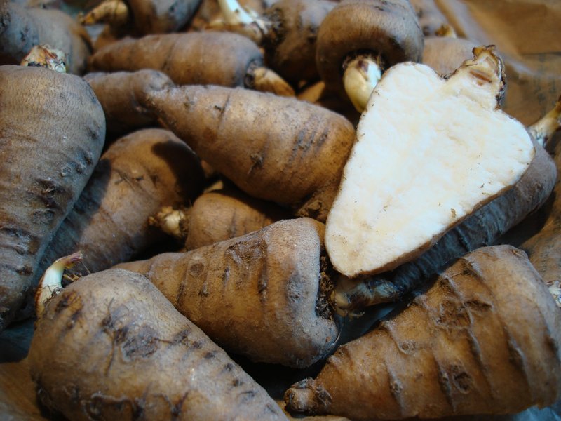 Turnip-Root Chervil photo 7