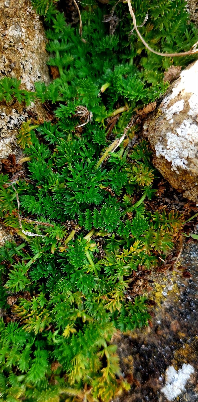 Chaerophyllum colensoi var. colensoi