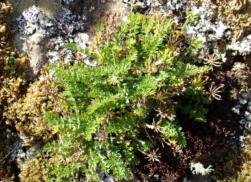 Chaerophyllum colensoi var. colensoi photo 2