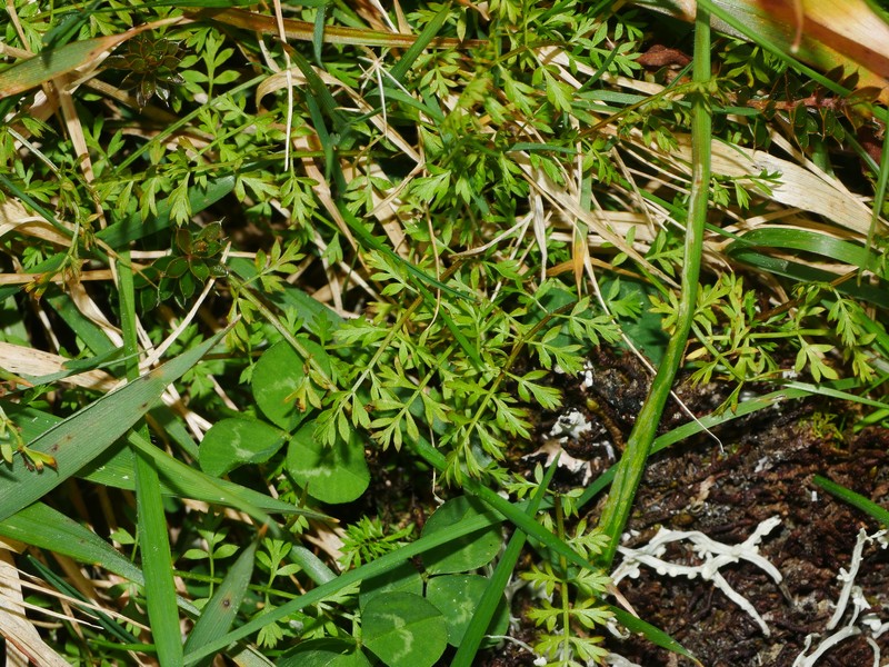 Chaerophyllum colensoi var. colensoi photo 3