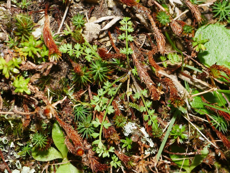 Chaerophyllum colensoi var. colensoi photo 4