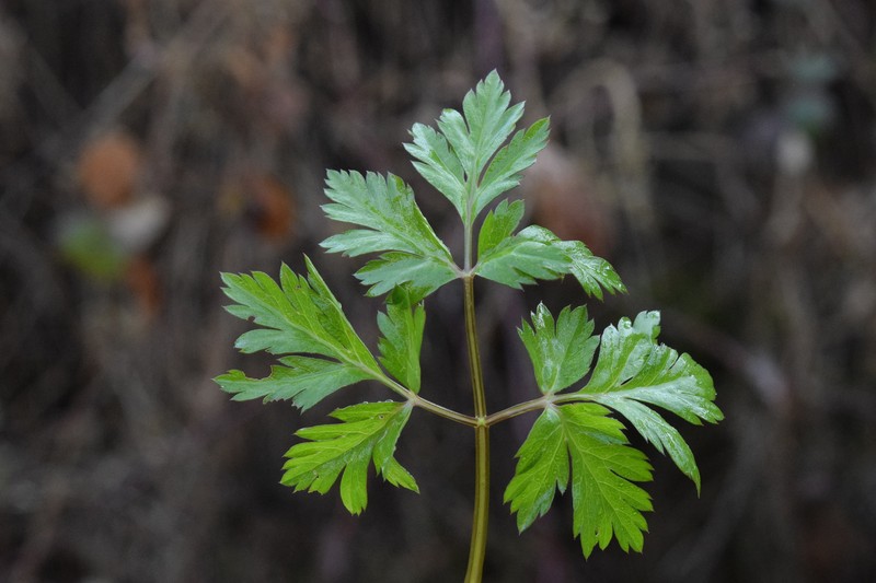 Chaerophyllum hirsutum subsp. hirsutum
