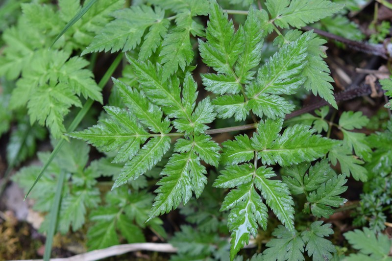 Chaerophyllum hirsutum subsp. hirsutum photo 2