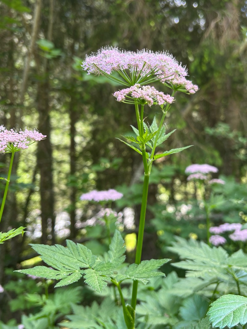 Chaerophyllum hirsutum subsp. hirsutum photo 3