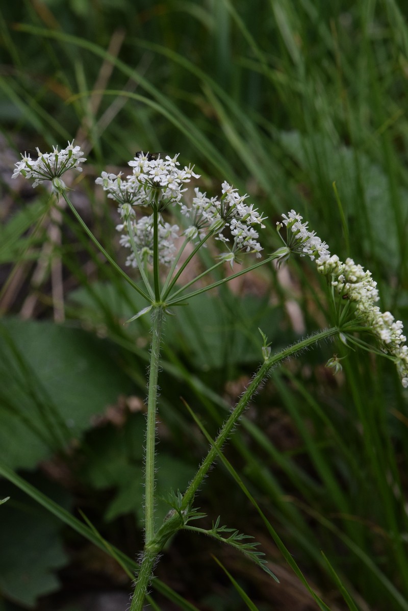Chaerophyllum hirsutum subsp. hirsutum photo 4