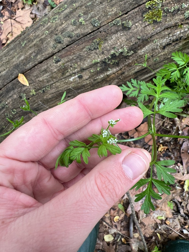 Spreading Chervil