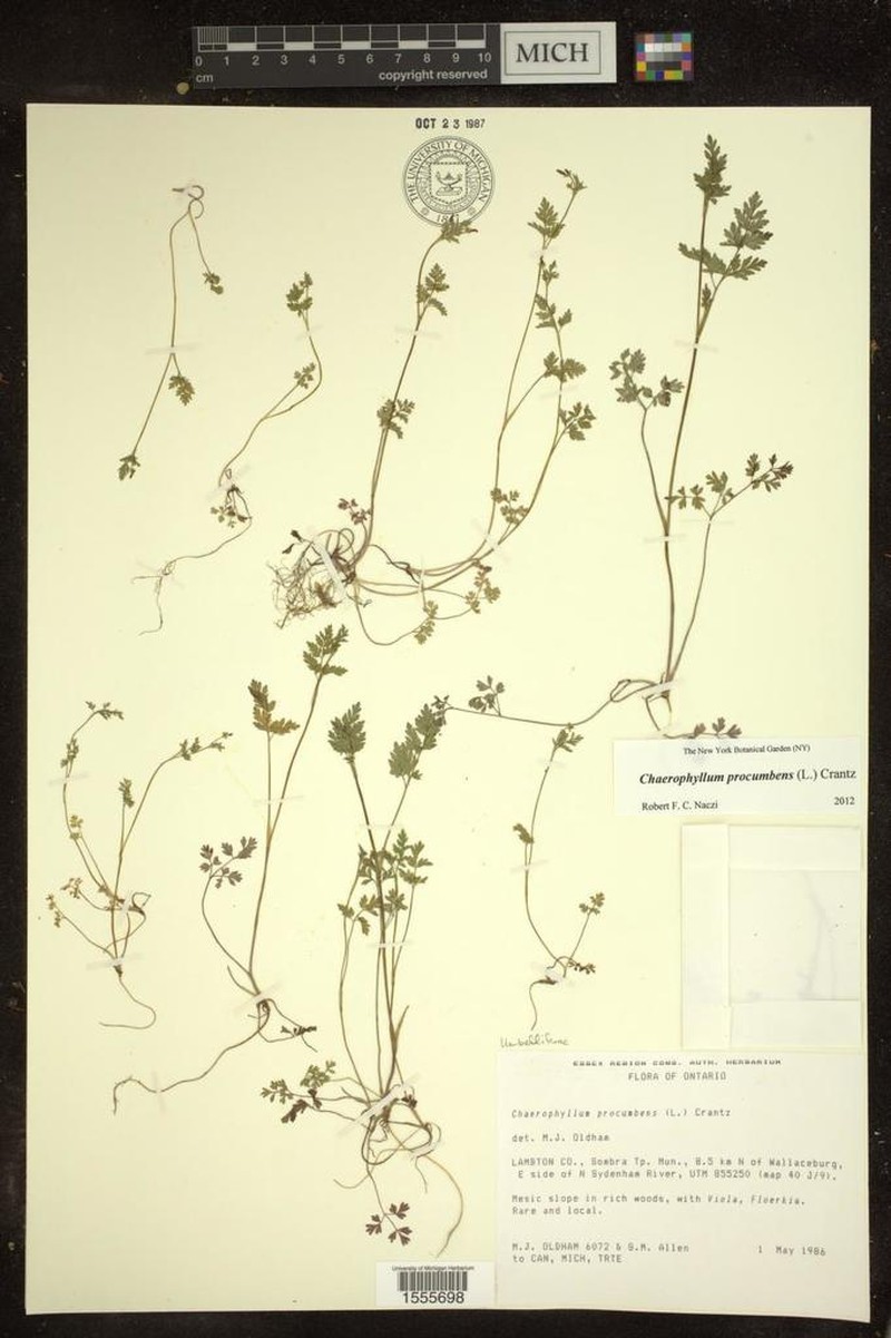 Spreading Chervil photo 2