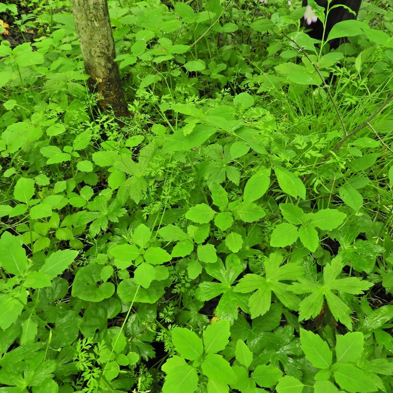 Spreading Chervil photo 3