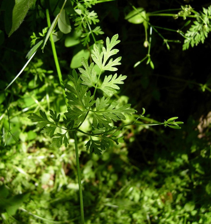 Spreading Chervil photo 4