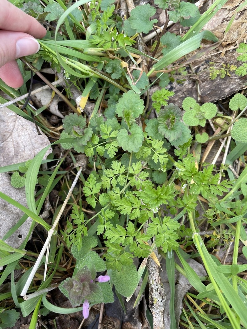 Spreading Chervil photo 5
