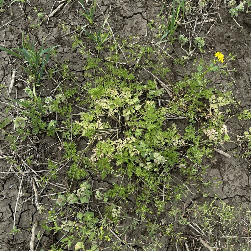 Spreading Chervil photo 6