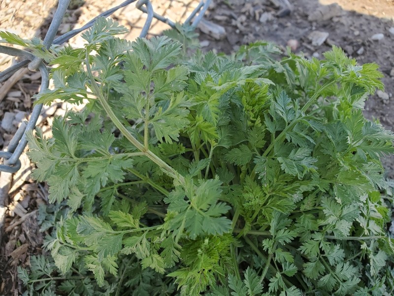 Spreading Chervil photo 7