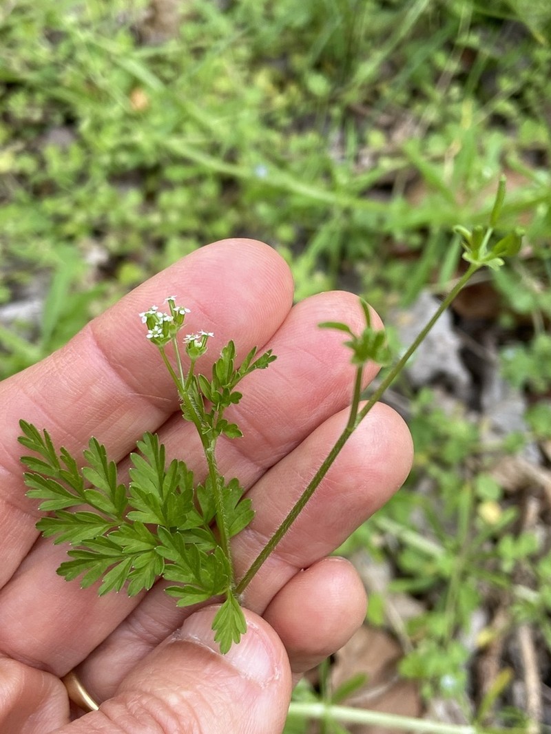 Spreading Chervil photo 8