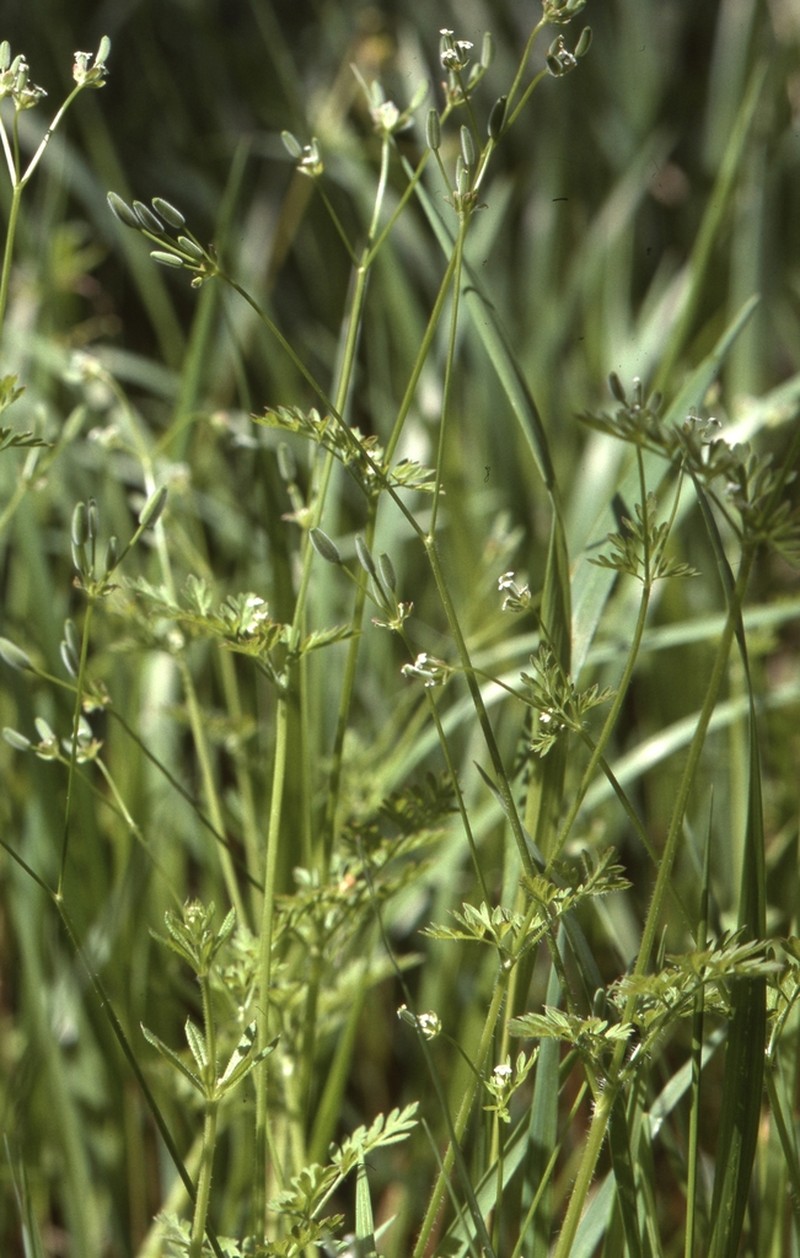 Chaerophyllum shortii