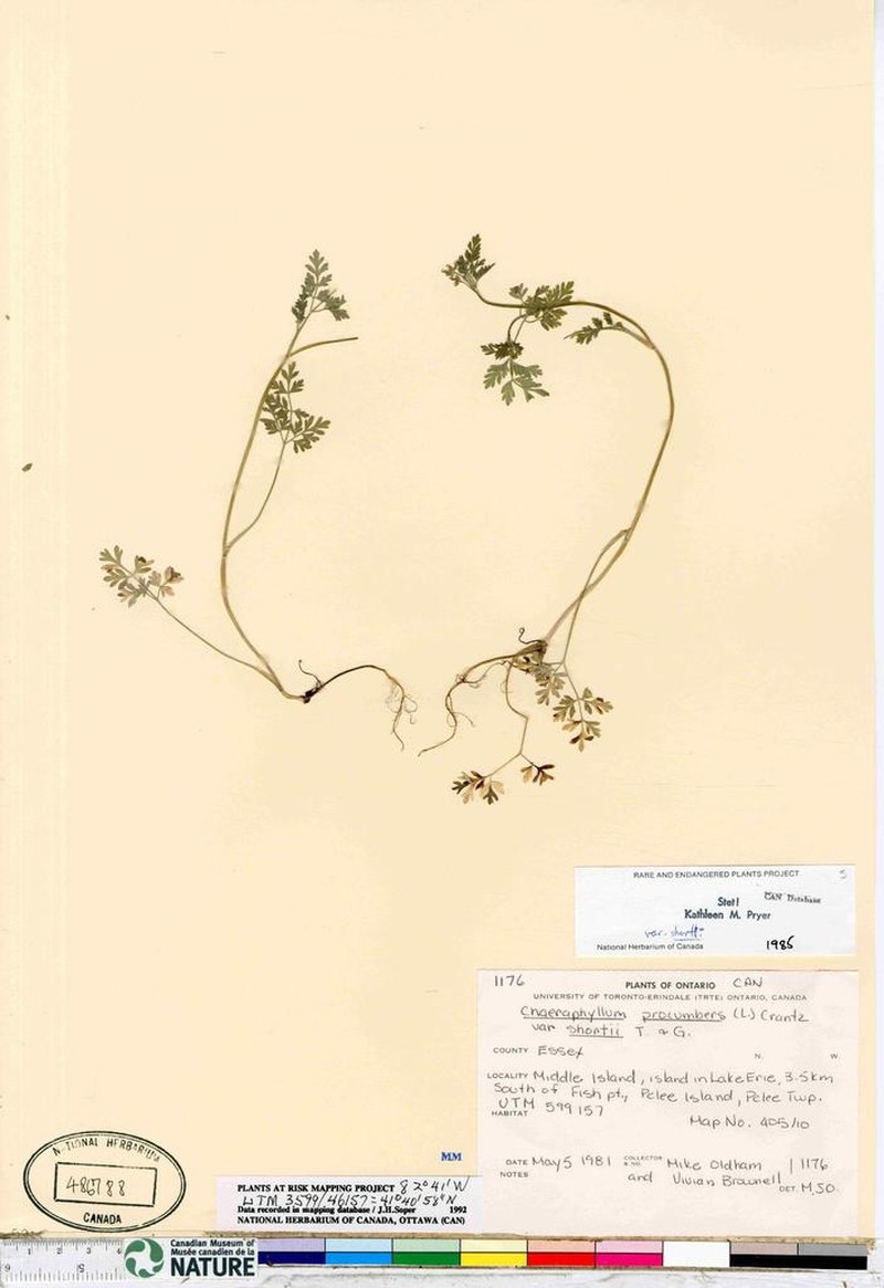 Chaerophyllum shortii photo 2