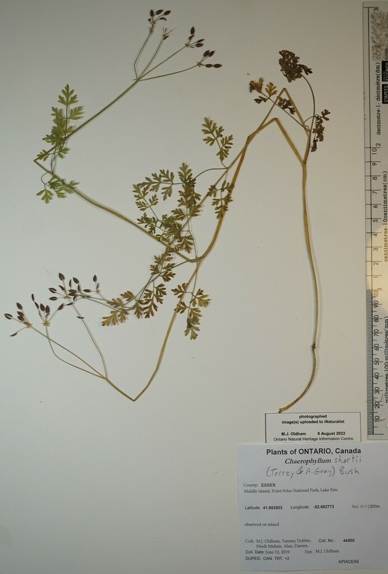 Chaerophyllum shortii photo 3