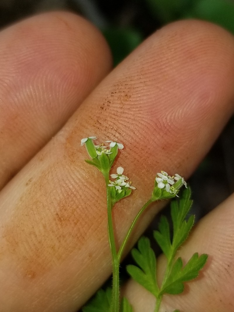 Chaerophyllum shortii photo 4